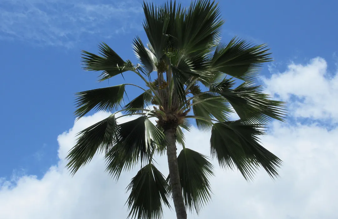 Aloha Vacations-1
